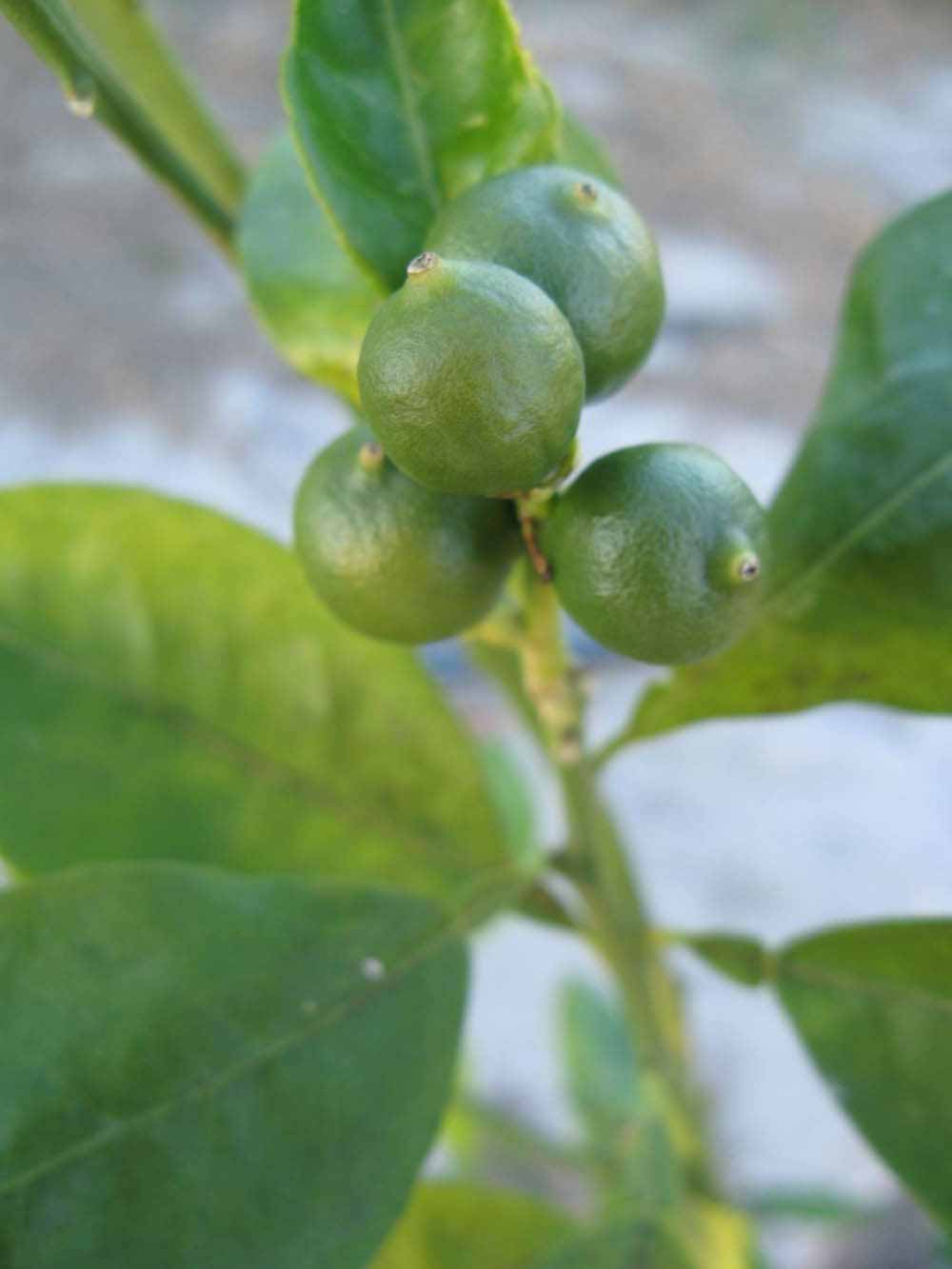              Immature fruit (Winter Haven, FL)       